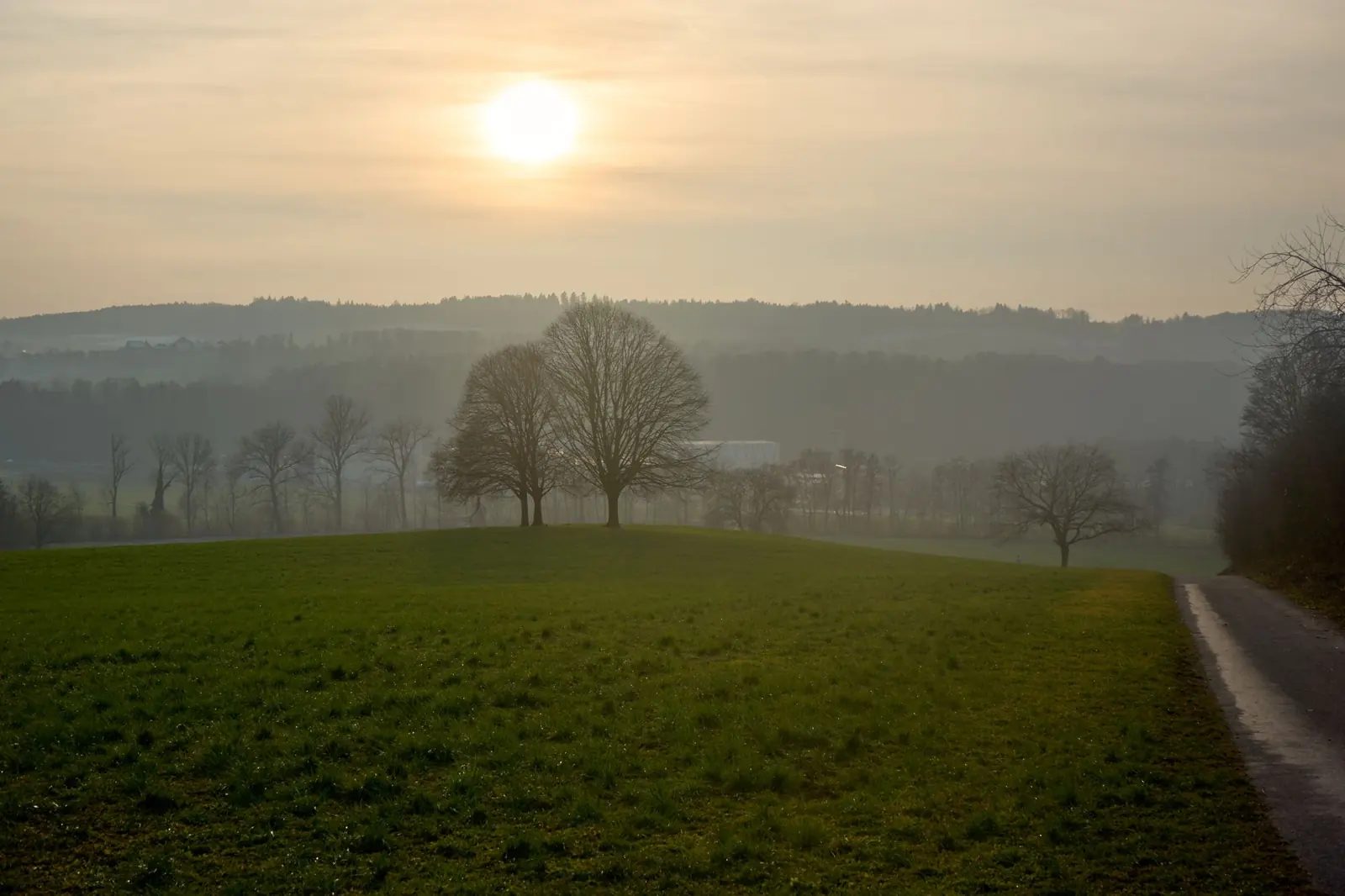 Morgenlicht über einem Feld mit Bäumen im Nebel
